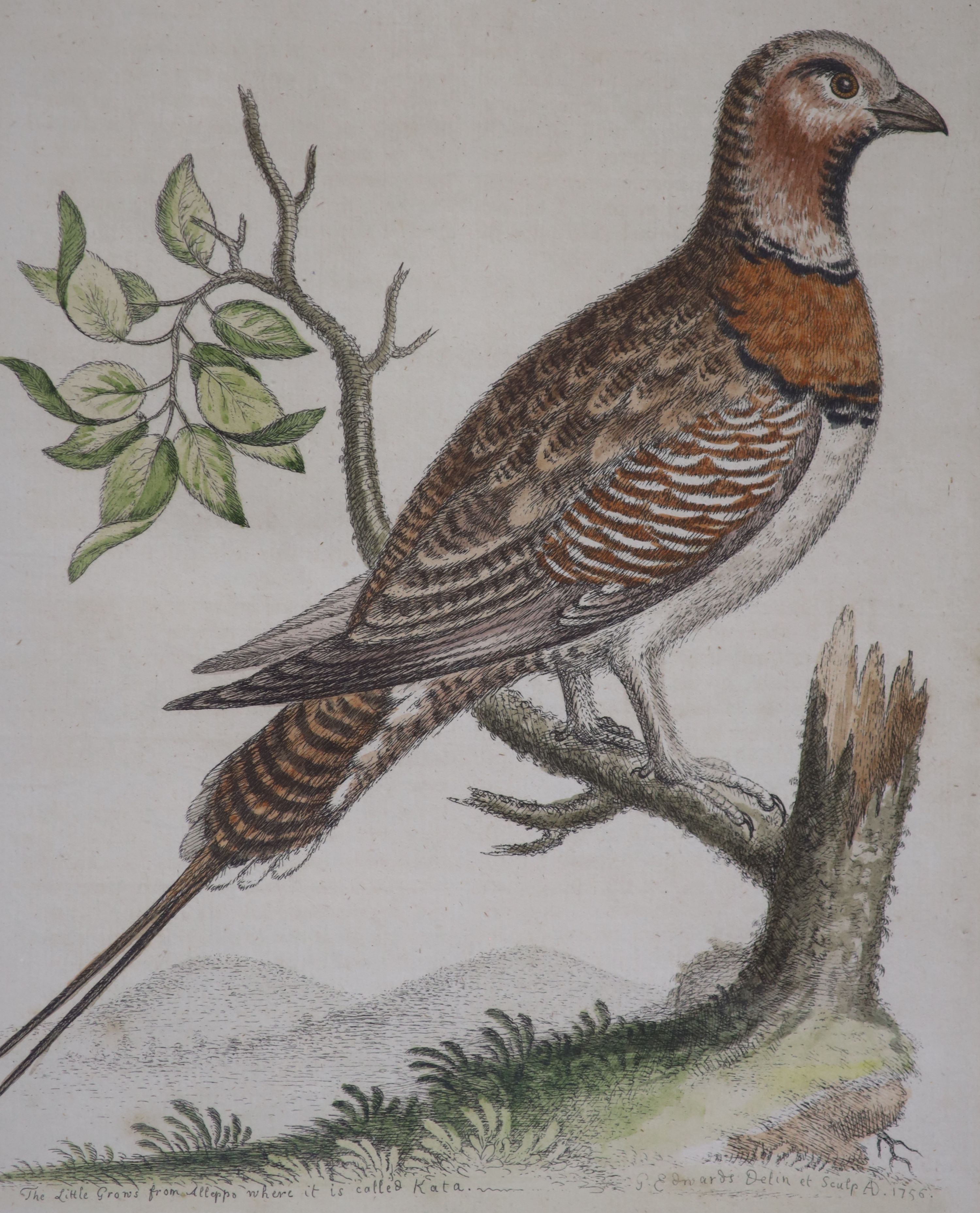 Jean-Gabriel Prêtre (1768-1849), four watercolours, Studies of exotic birds, signed and dated 1873, 18 x 12cm and a set of four coloured engravings of birds, 25 x 20cm